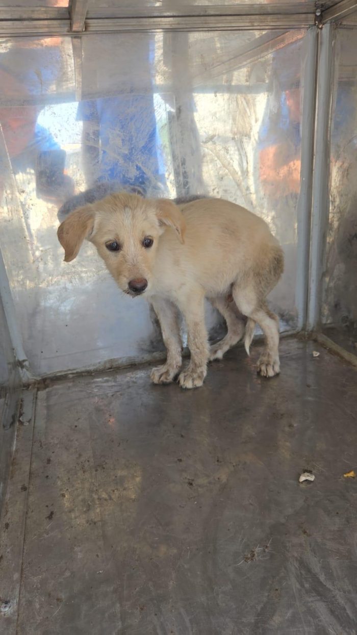 Sicilia EMERGENZA: 22 CUCCIOLI DA AIUTARE! AIUTIAMO ANCHE LORO - media 7