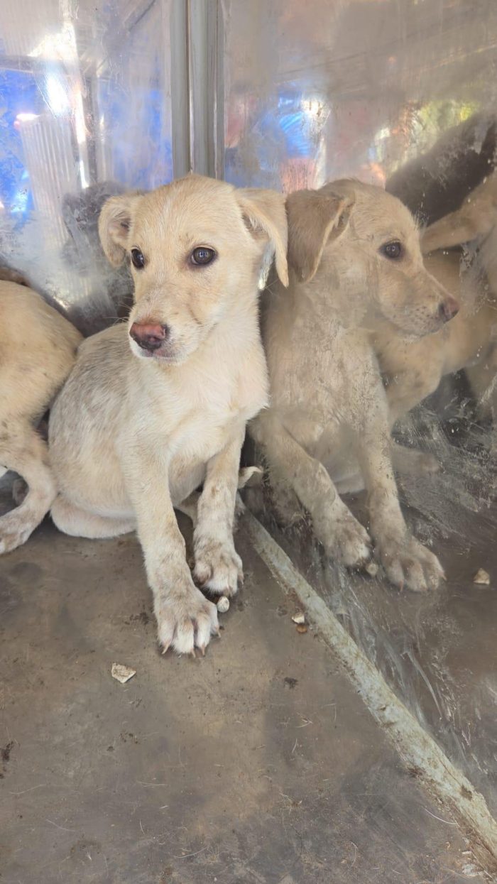 Sicilia EMERGENZA: 22 CUCCIOLI DA AIUTARE! AIUTIAMO ANCHE LORO - media 8