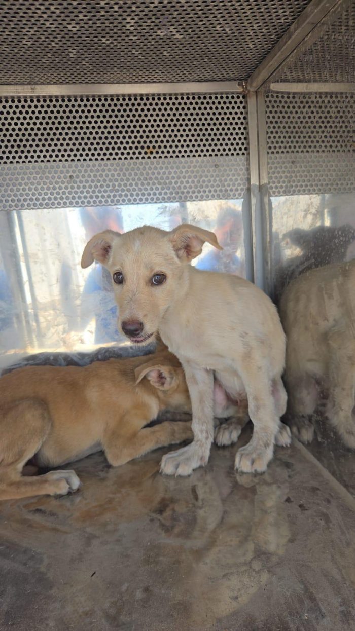 Sicilia EMERGENZA: 22 CUCCIOLI DA AIUTARE! AIUTIAMO ANCHE LORO - media 6