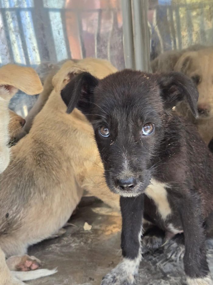 Sicilia EMERGENZA: 22 CUCCIOLI DA AIUTARE! AIUTIAMO ANCHE LORO - media 5