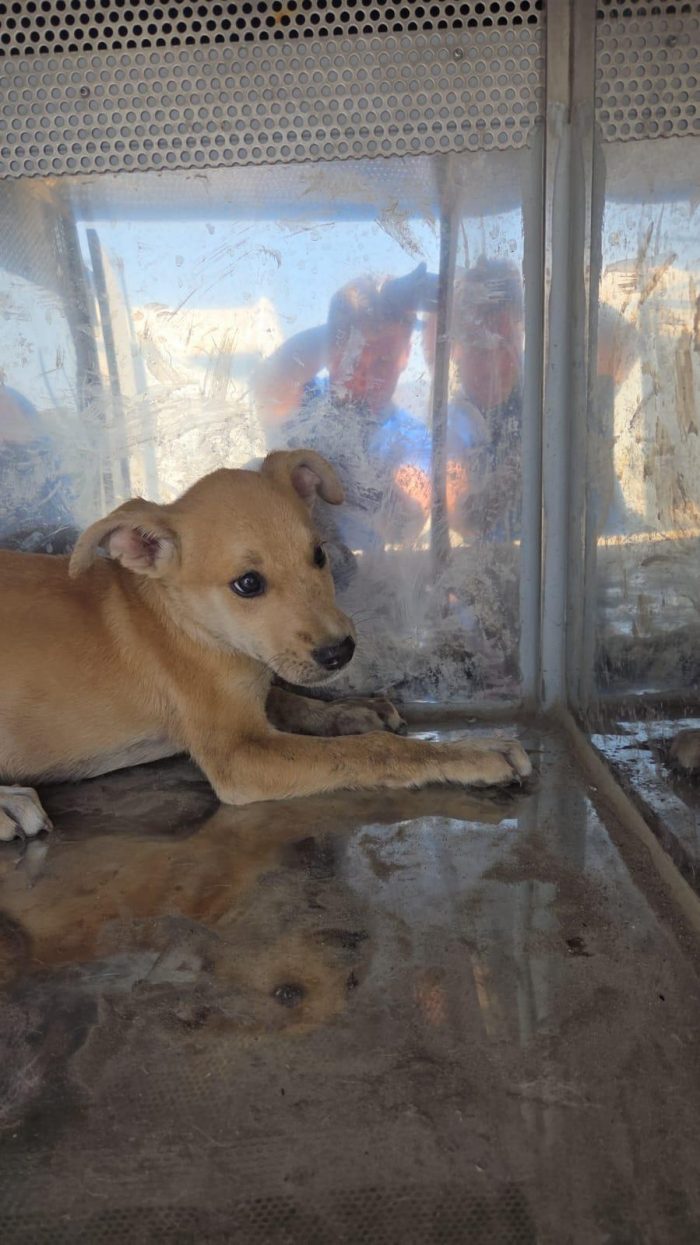 Sicilia EMERGENZA: 22 CUCCIOLI DA AIUTARE! AIUTIAMO ANCHE LORO - media 10