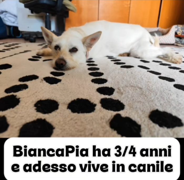 Biancapia 3anni 8/9anni,dolce,ancora aspetta casa! NAPOLI