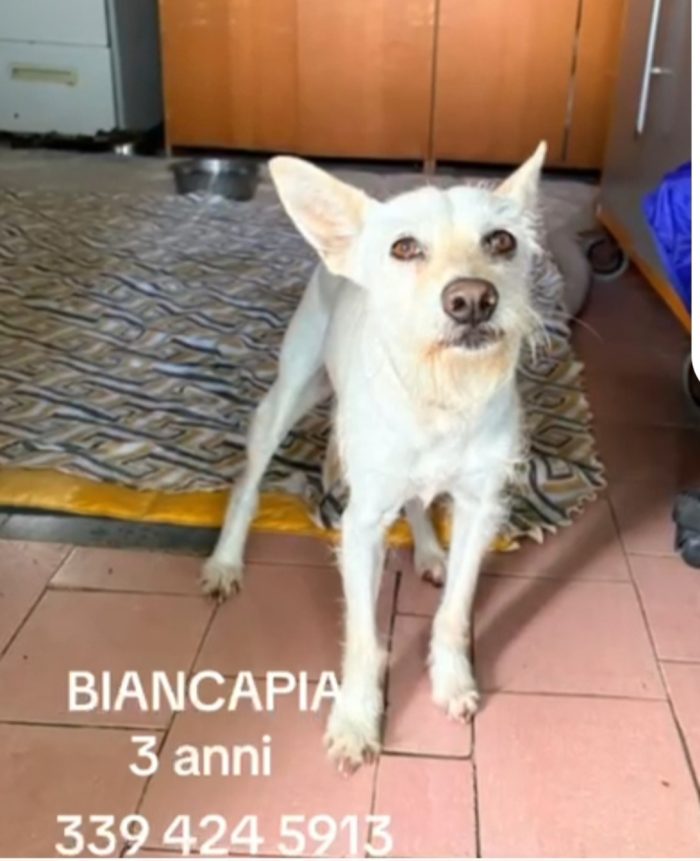 Biancapia 3anni 8/9anni,dolce,ancora aspetta casa! NAPOLI