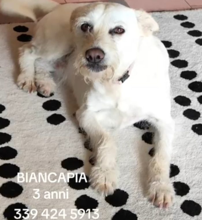 Biancapia 3anni 8/9anni,dolce,ancora aspetta casa! NAPOLI