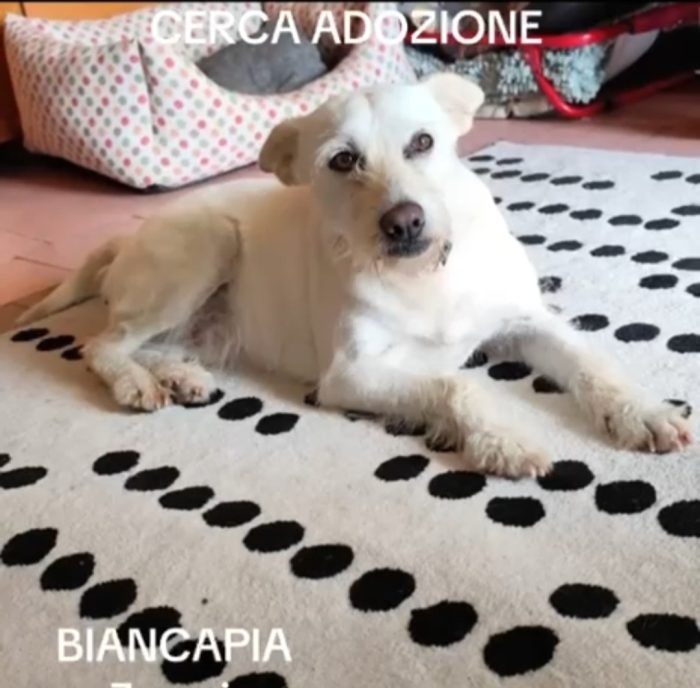 Biancapia 3anni 8/9anni,dolce,ancora aspetta casa! NAPOLI - media 4