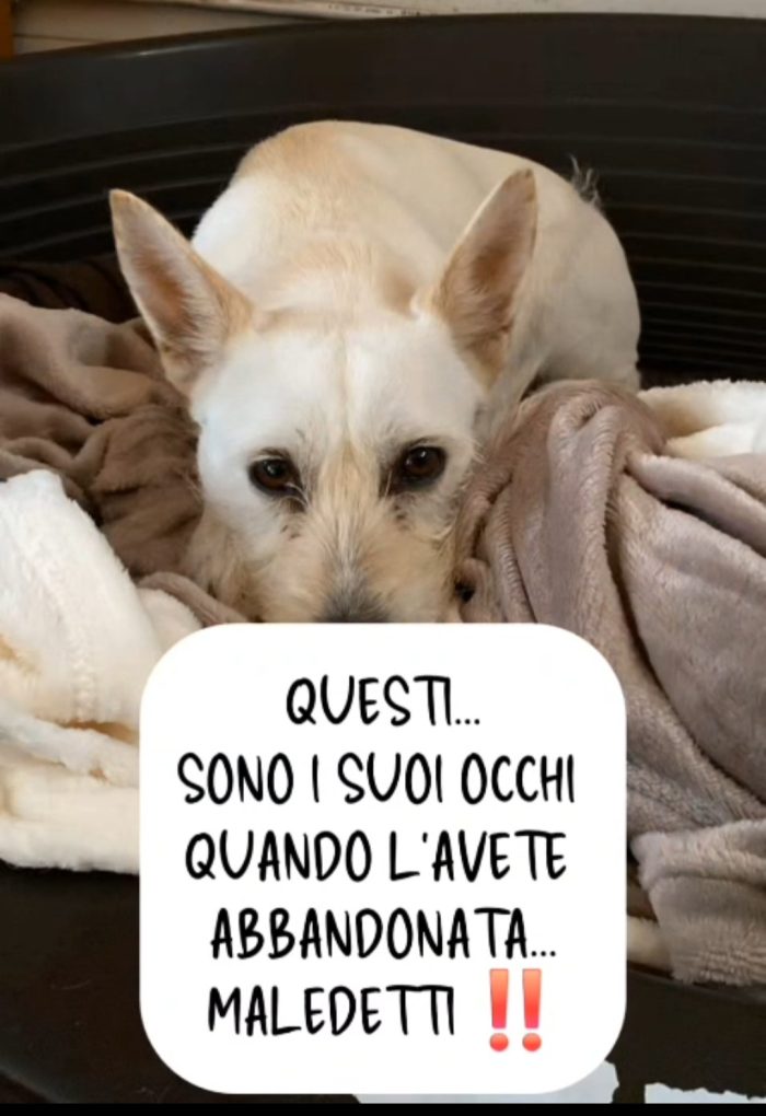 Biancapia 3anni 8/9anni,dolce,ancora aspetta casa! NAPOLI - media 5