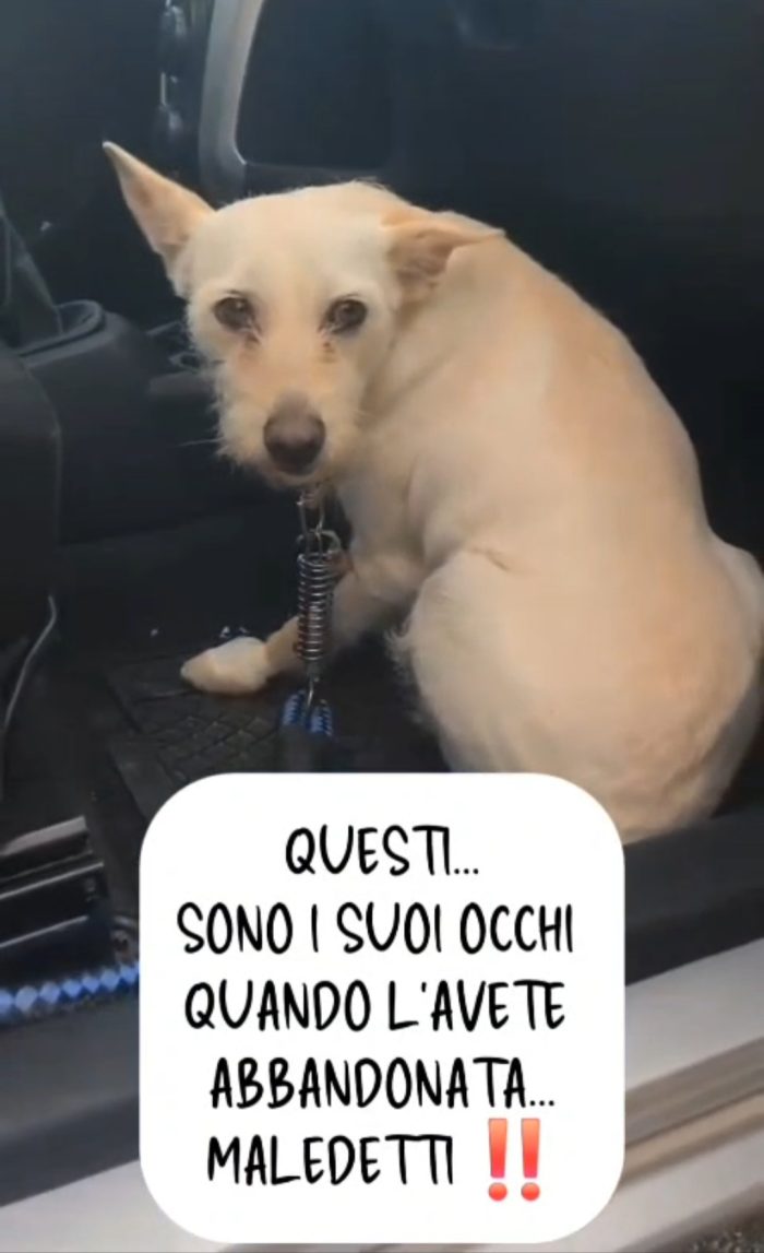 Biancapia 3anni 8/9anni,dolce,ancora aspetta casa! NAPOLI - media 6
