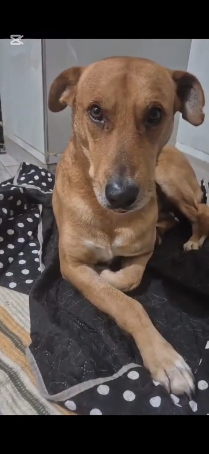 Cody 5/6anni non ha futuro dove sta ora,nessuno lo ha aiutato..
