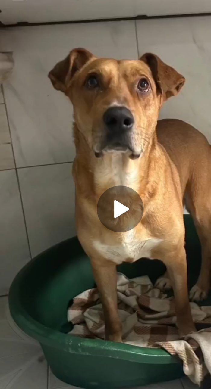 Cody 5/6anni non ha futuro dove sta ora,nessuno lo ha aiutato..