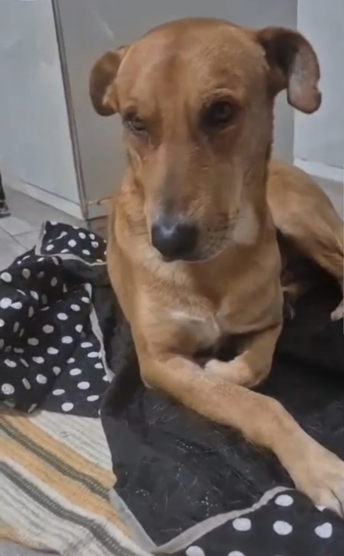 Cody 5/6anni non ha futuro dove sta ora,nessuno lo ha aiutato..