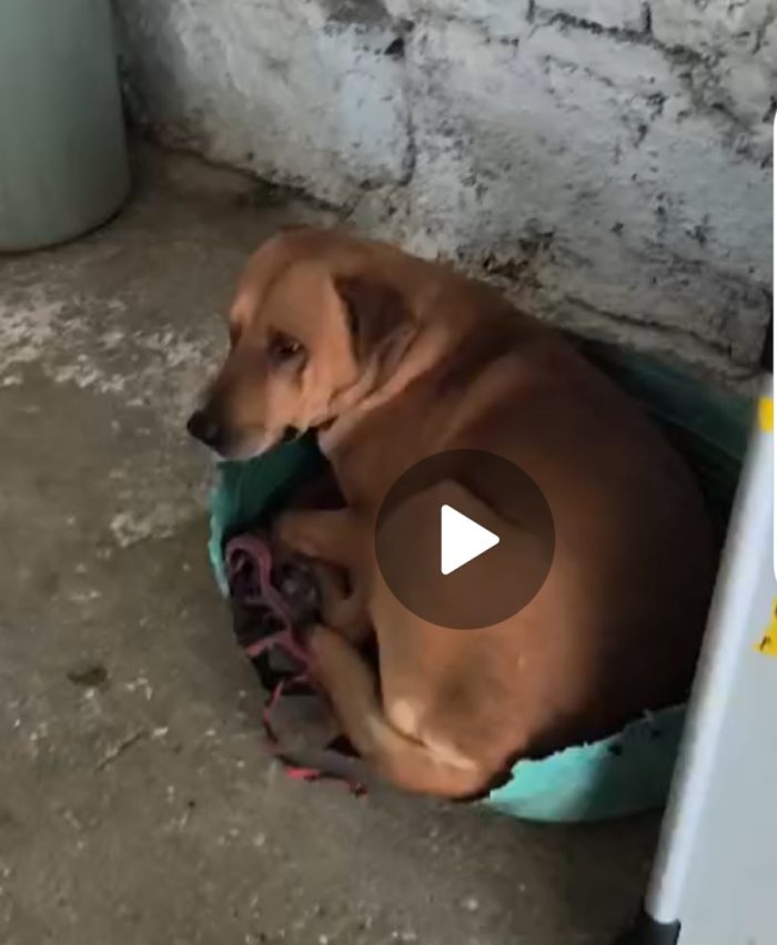 Cody 5/6anni non ha futuro dove sta ora,nessuno lo ha aiutato.. - media 6