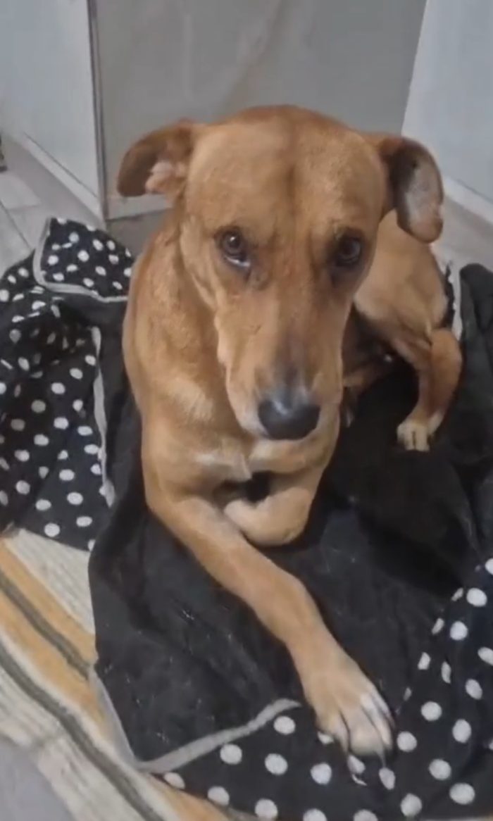 Cody 5/6anni non ha futuro dove sta ora,nessuno lo ha aiutato.. - media 5