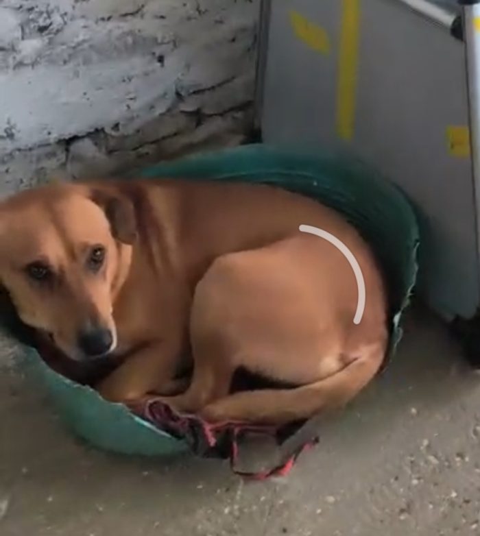 Cody 5/6anni non ha futuro dove sta ora,nessuno lo ha aiutato.. - media 8