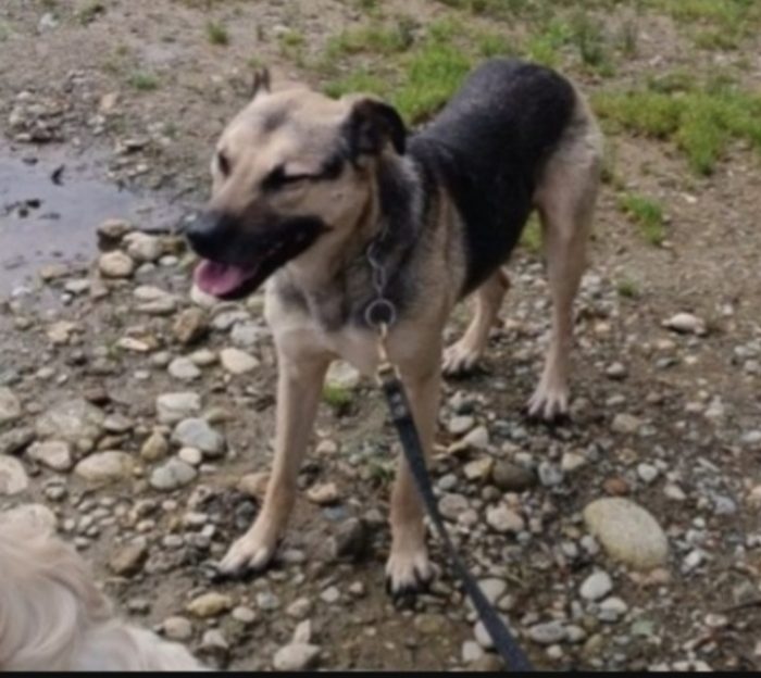 Mix pastorino adulto ok gatti salvato da 1canile lager anni fa.GARLASCO