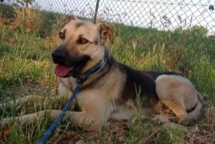 Mix pastorino adulto ok gatti salvato da 1canile lager anni fa.GARLASCO