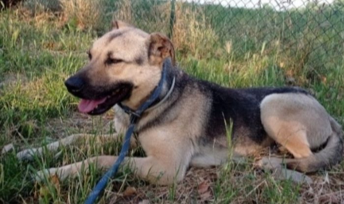 Mix pastorino adulto ok gatti salvato da 1canile lager anni fa.GARLASCO