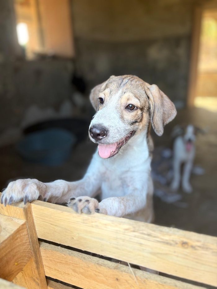Byron e Leon 4mesi e 1/2 aspettano ancora casa SIRACUSA