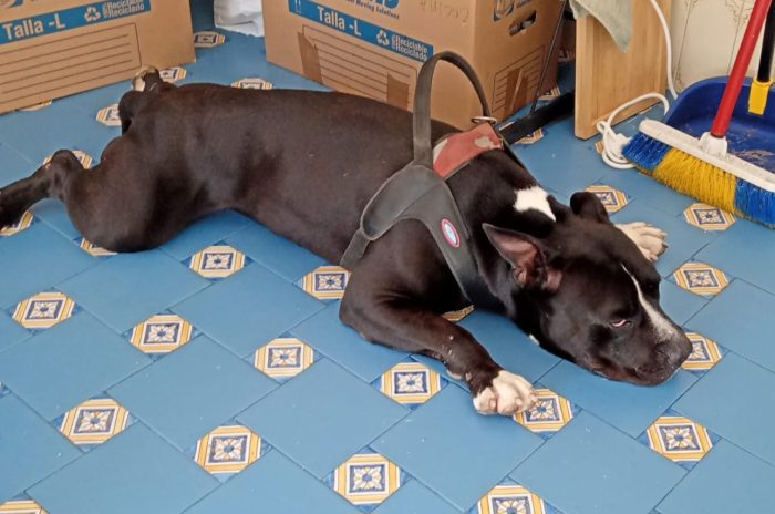 American Bully  3anni 4 ABBANDONI !! LA SUA INCREDIBILE STORIA!! ALESSANDRIA - media 4