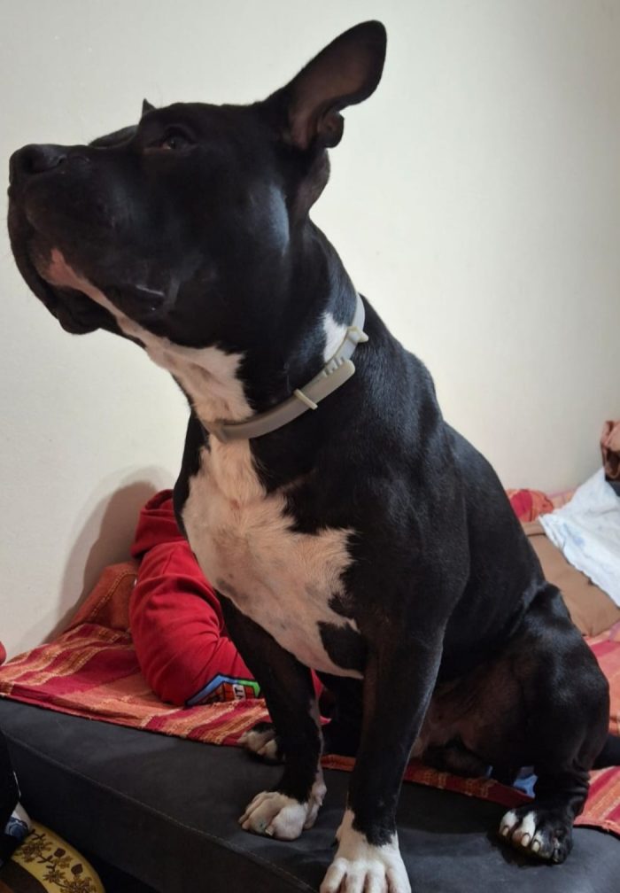 American Bully  3anni 4 ABBANDONI !! LA SUA INCREDIBILE STORIA!! ALESSANDRIA