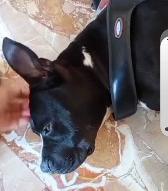American Bully  3anni 4 ABBANDONI !! LA SUA INCREDIBILE STORIA!! ALESSANDRIA - media 6
