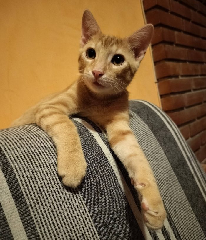6 mesi, sano, simpatico, dolce