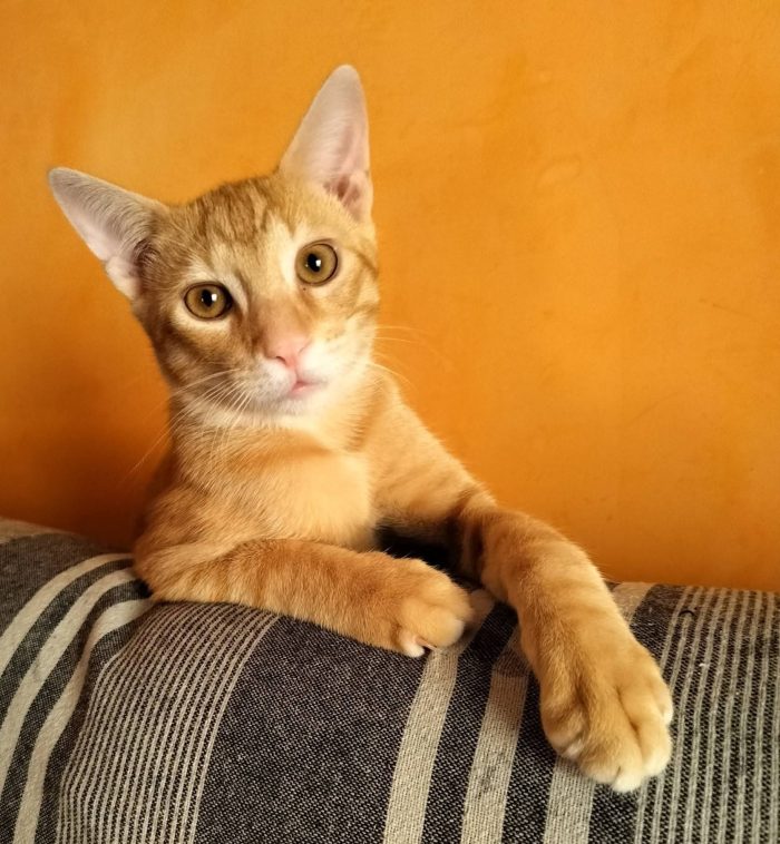 6 mesi, sano, simpatico, dolce
