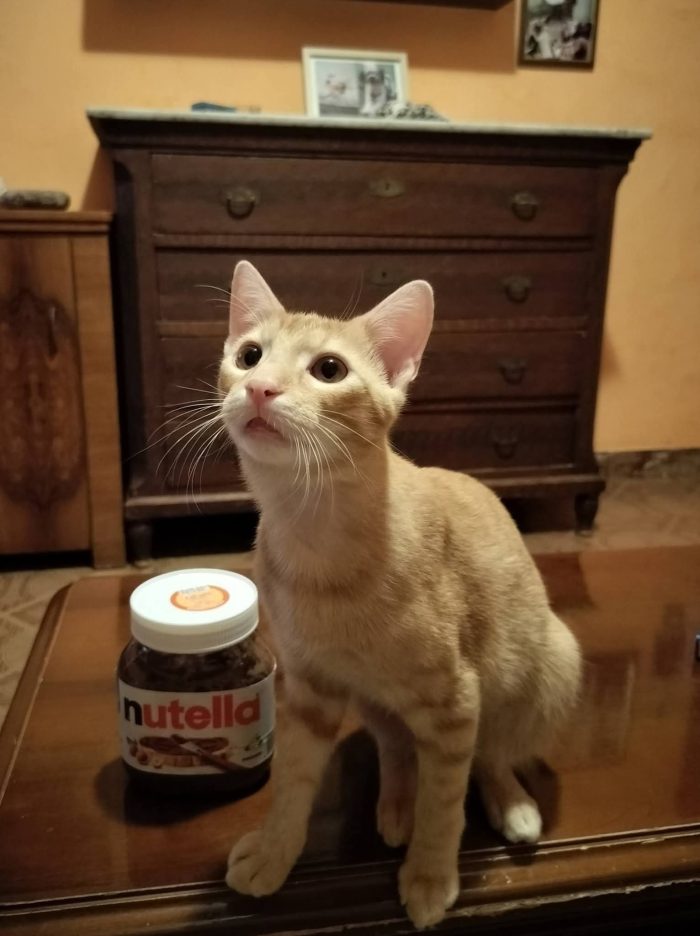 6 mesi, sano, simpatico, dolce - media 6