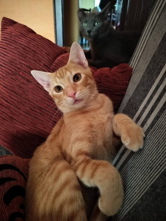 6 mesi, sano, simpatico, dolce