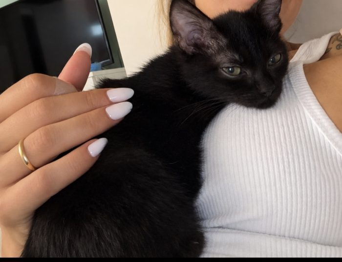 gattina circa 5 mesi cerca casa