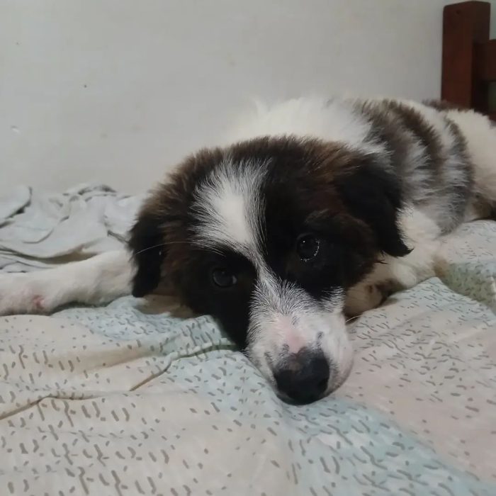 La piccola Gilda cerca casa