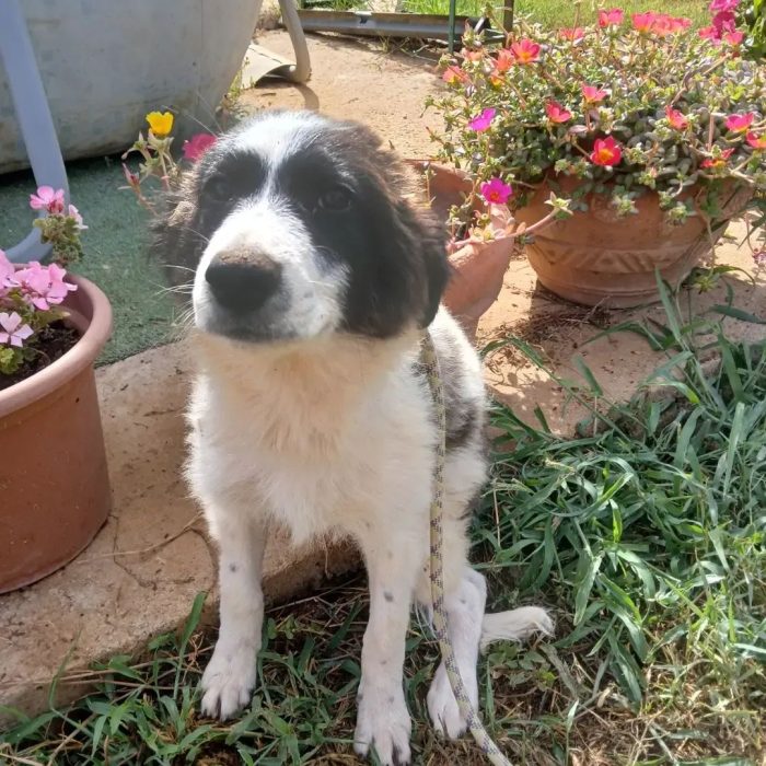 La piccola Gilda cerca casa