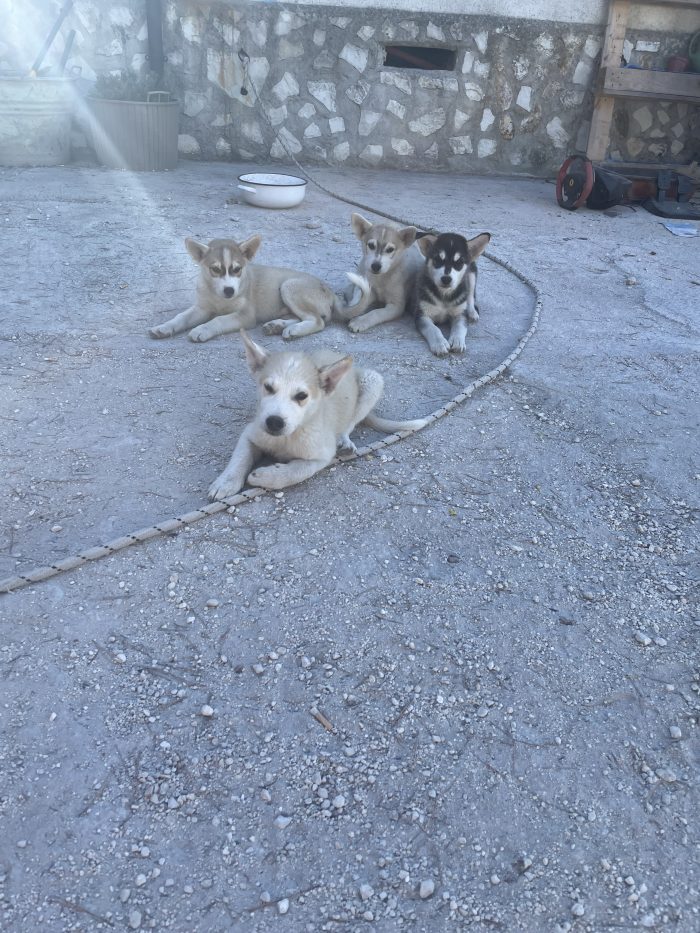 Cuccioli maschi