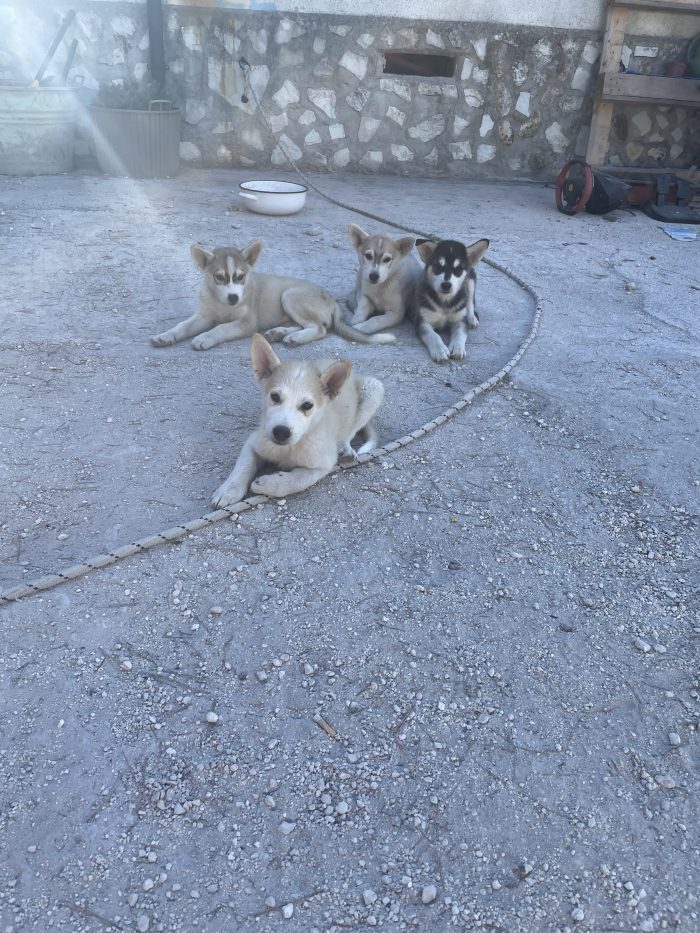 Cuccioli maschi