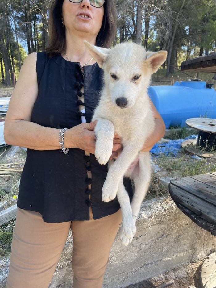 Cuccioli maschi