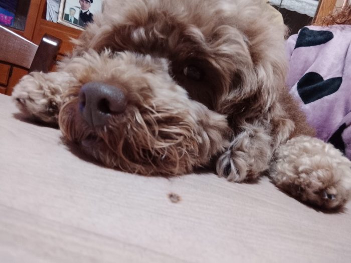 Leo dolcissimo barboncino cerca casa
