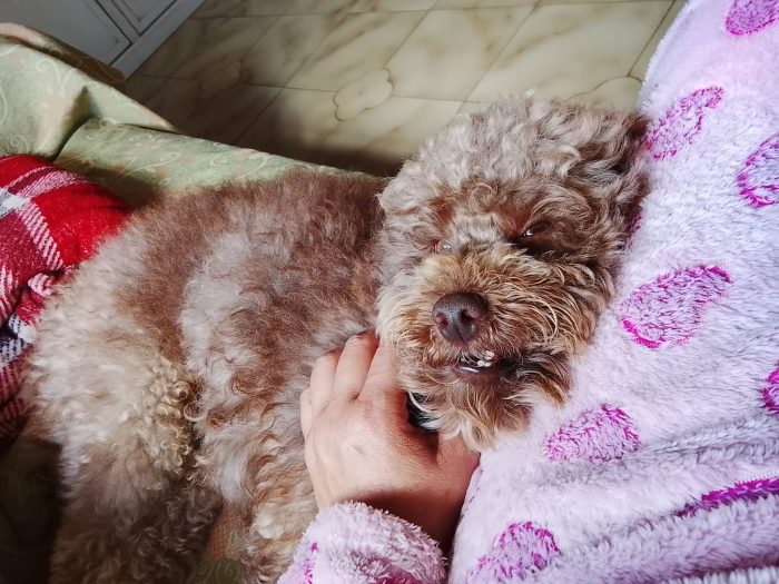 Leo dolcissimo barboncino cerca casa
