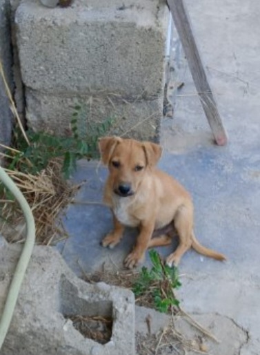 Balto color miele 4mesi tg piccola o medio piccola SOS COSENZA