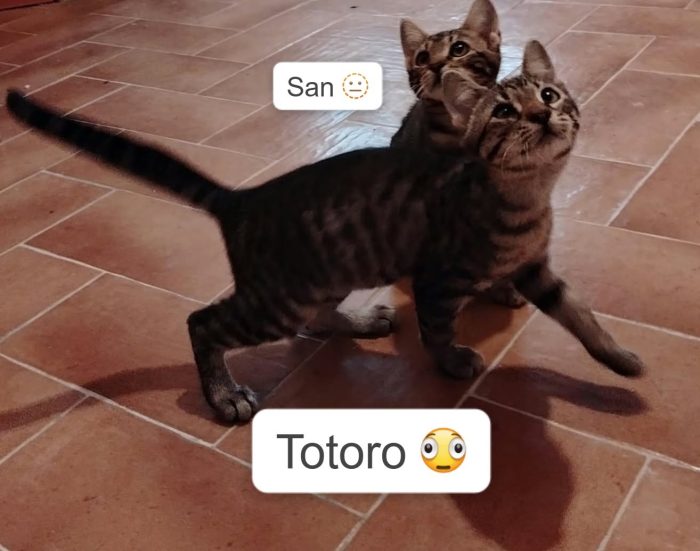 "Il mio micino Totoro"