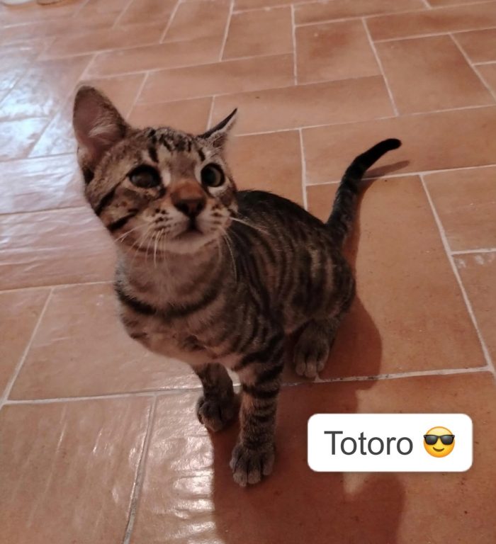 "Il mio micino Totoro"