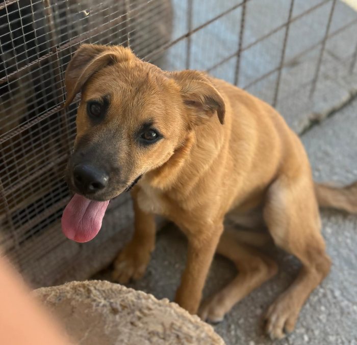 Sissi dolcissima cucciola simil lupetta malinois