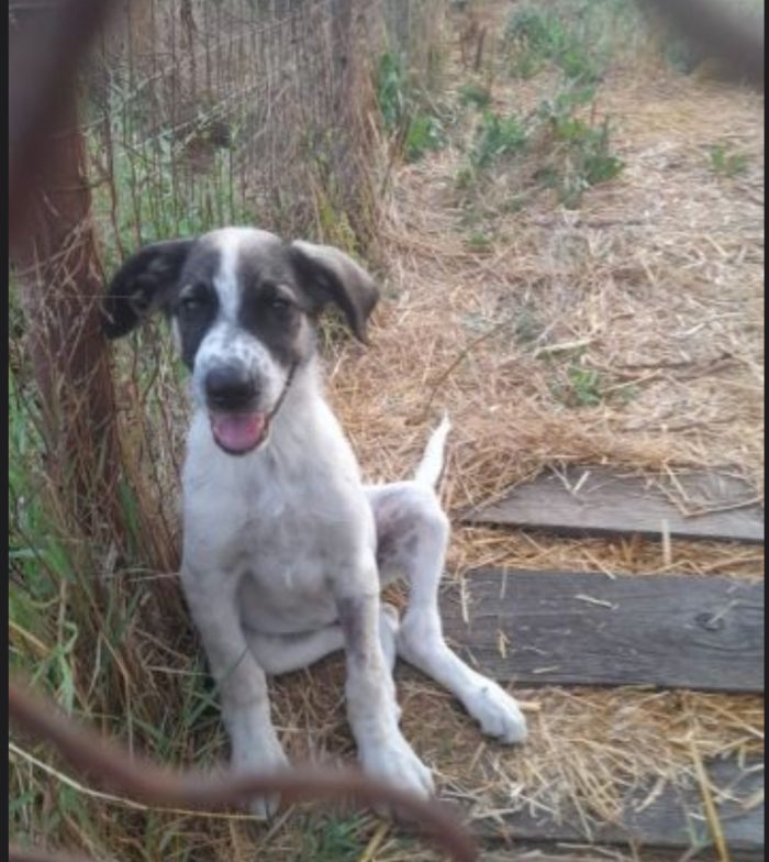 Macchia 4anni cresciuto in un terreno senza richieste NAPOLI