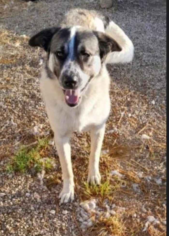 Macchia 4anni cresciuto in un terreno senza richieste NAPOLI