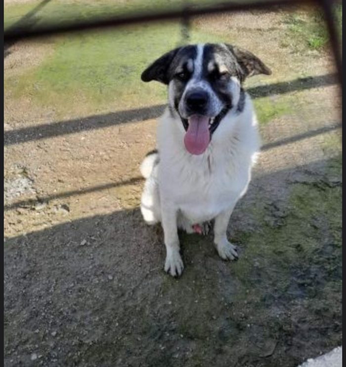 Macchia 4anni cresciuto in un terreno senza richieste NAPOLI