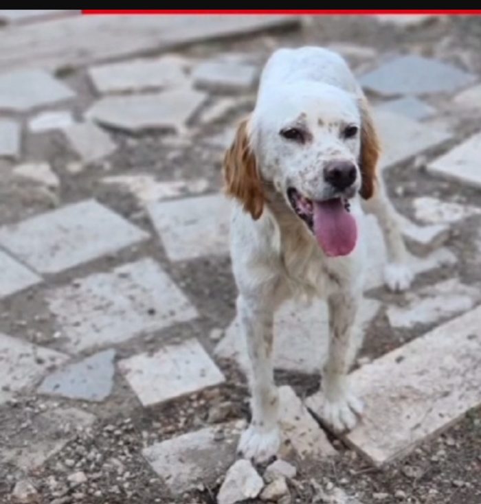 Casper Setterino 3/4anni kg12 NESSUNO LO VUOLE. GARGANO Prov Foggia