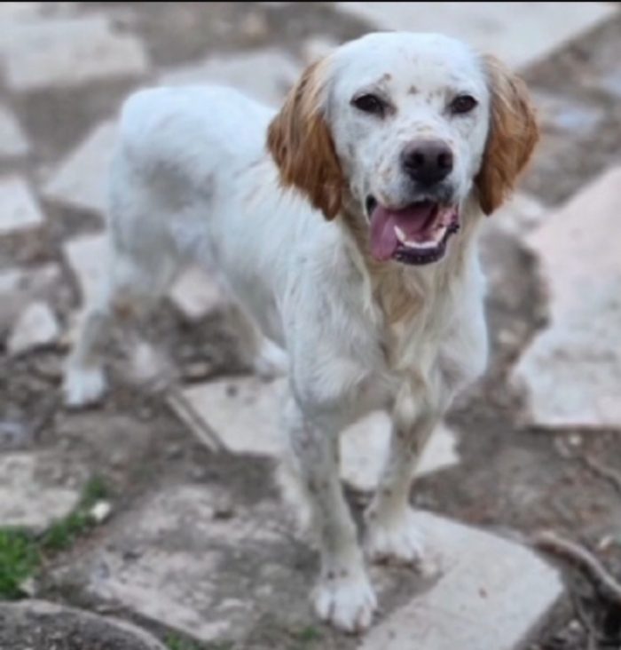 Casper Setterino 3/4anni kg12 NESSUNO LO VUOLE. GARGANO Prov Foggia - media 5