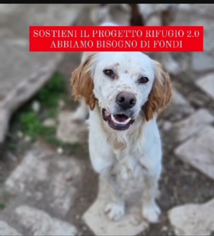 Casper Setterino 3/4anni kg12 NESSUNO LO VUOLE. GARGANO Prov Foggia - media 4