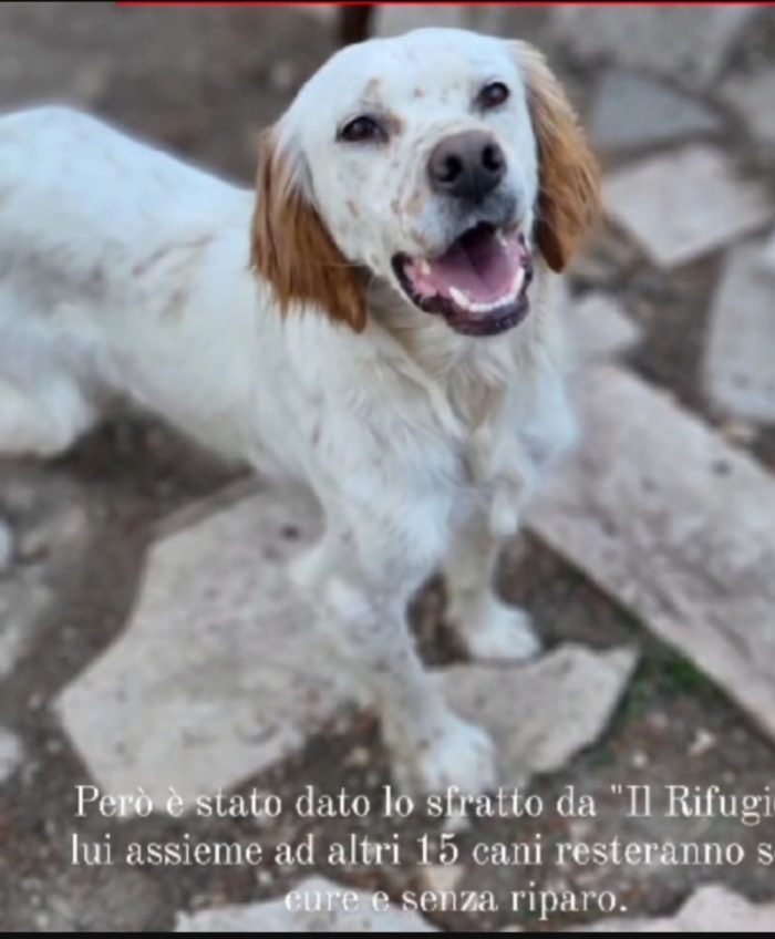 Casper Setterino 3/4anni kg12 NESSUNO LO VUOLE. GARGANO Prov Foggia - media 6