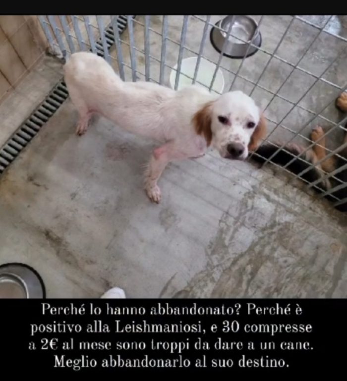 Casper Setterino 3/4anni kg12 NESSUNO LO VUOLE. GARGANO Prov Foggia - media 9