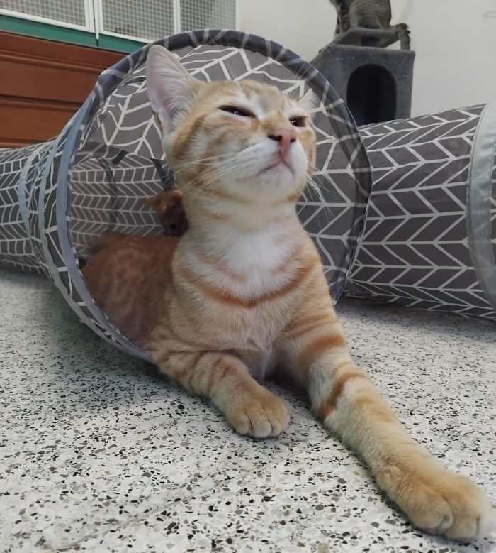 KIMBA, leoncino spettacolare