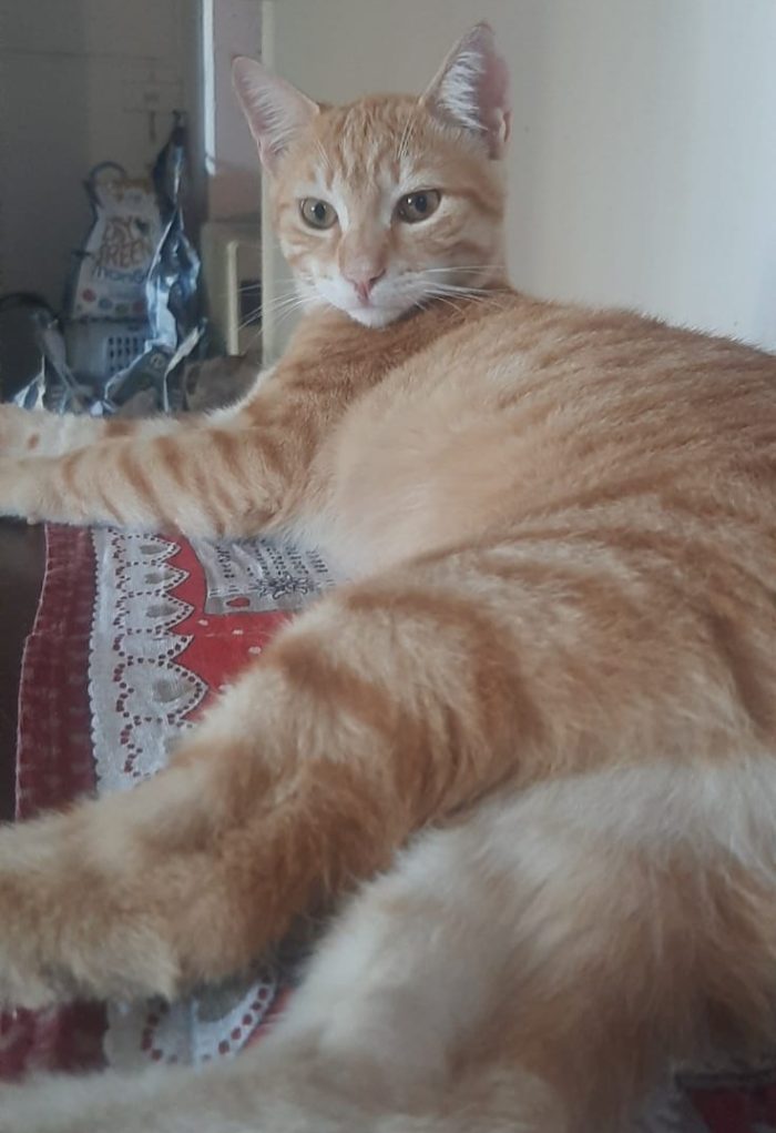 KIMBA, leoncino spettacolare - media 5